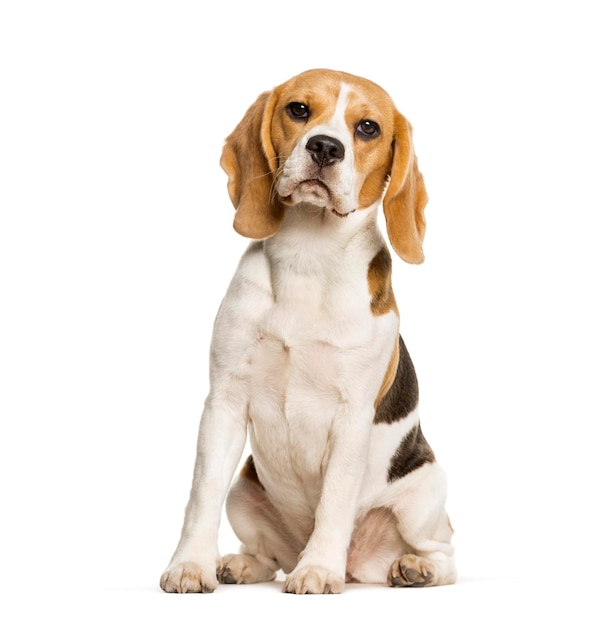 Beagles hond zit tegen een witte achtergrond