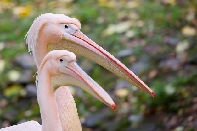 The beak of a pelican