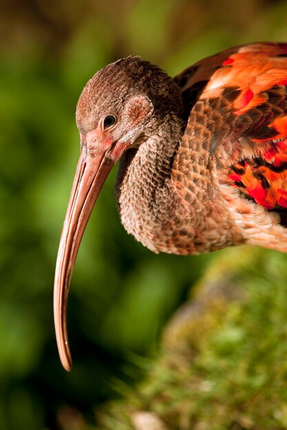 Foto becco di un ibis rosso