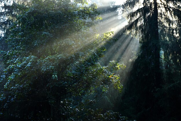 Beams of morning sunlight in a deep dark forest