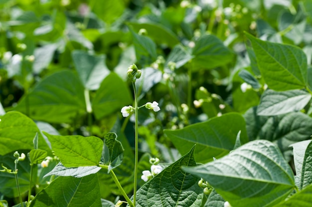 A bean blooming during growth is an agricultural field with a bean plant in summer