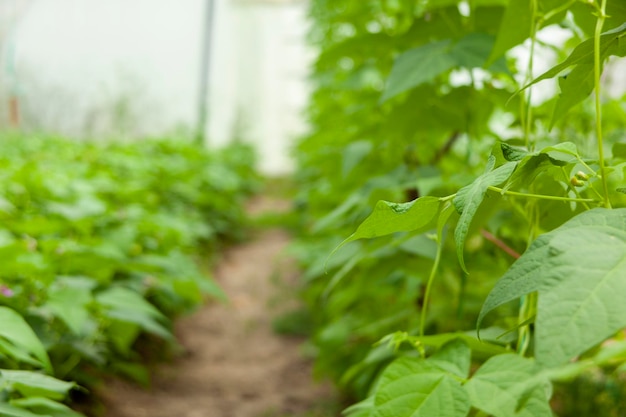 Bean bushes in the greenhouse