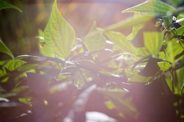 土壌に植えられた豆作物は、太陽の下で熟します 栽培された土地は、芽でクローズアップされます 寝床で育つ農業植物 緑の自然食品作物