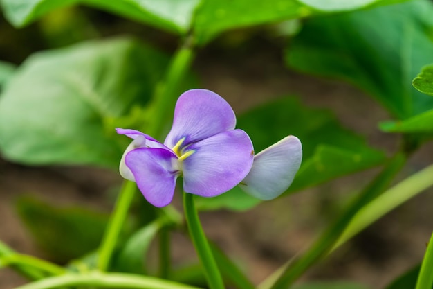 庭の豆の花