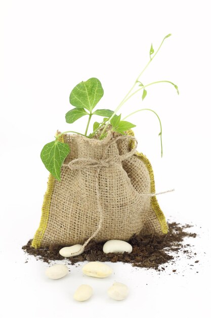 Bean plant in a burlap sack