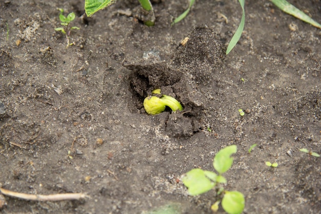 A bean plant sprouts from the ground in the spring