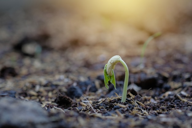 写真 地面から育つ豆植物