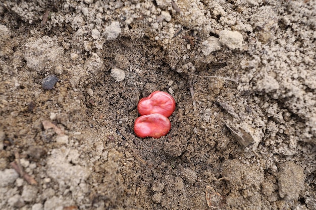 Bean seeds for planting in the pit