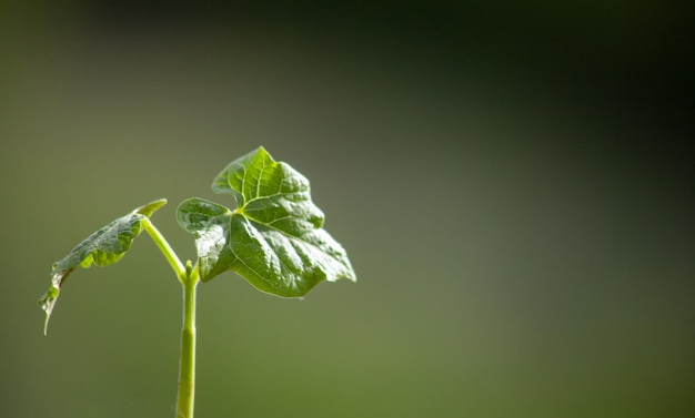 Bean sprout twee bladeren van een plant met ondiepe scherptediepte op een onscherpe achtergrond