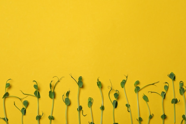 Bean sprouts on yellow background