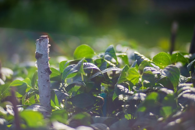 土壌に植えられた豆作物は、太陽の下で熟します 栽培された土地は、芽でクローズアップされます 寝床で育つ農業植物 緑の自然食品作物