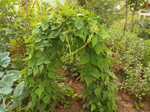 Beans grows in the garden on a wooden stand