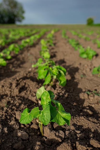 Beans planted on seedlings Vegetable garden agriculture rural business