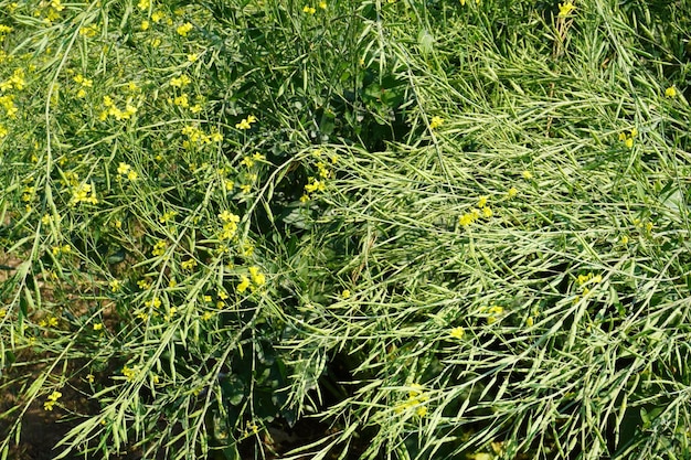 Photo beans with high resolution mustard field image