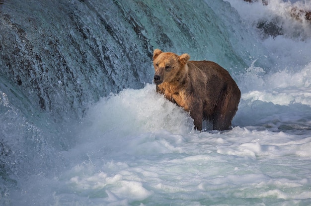 Bear on Alaska