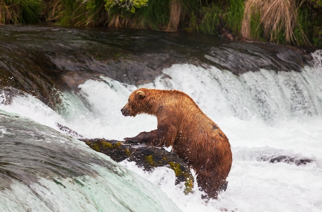 Foto sostieni l'alaska