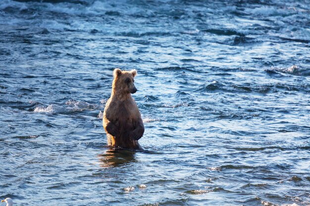 Foto sostieni l'alaska