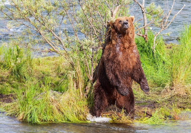 Bear on alaska