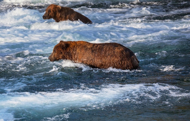 Bear on Alaska