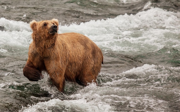 Foto sostieni l'alaska