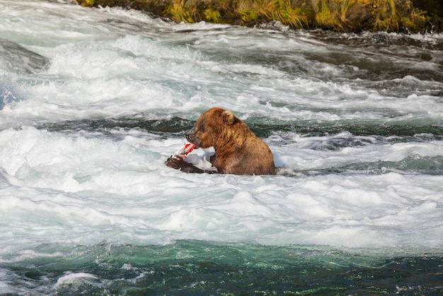 Bear on Alaska