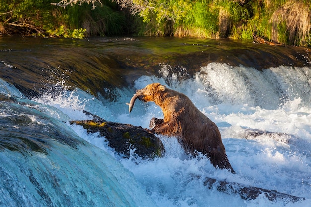 Bear on Alaska