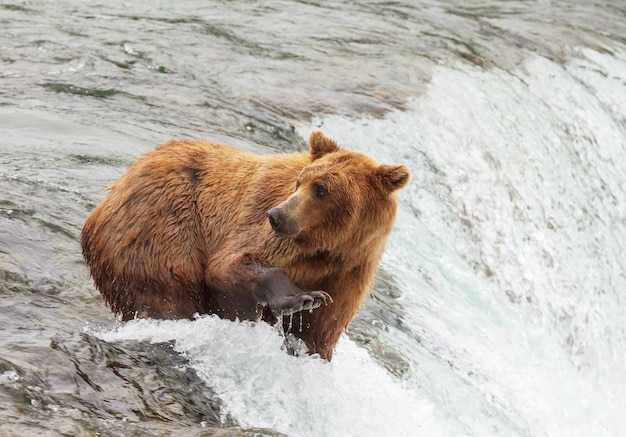 Bear on Alaska