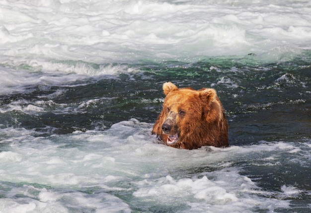 Bear on Alaska