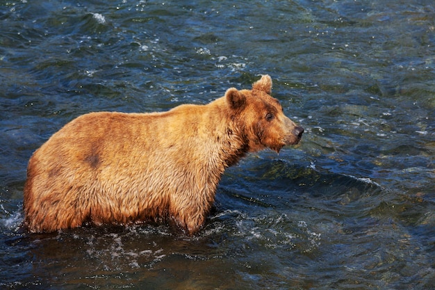 Bear on Alaska