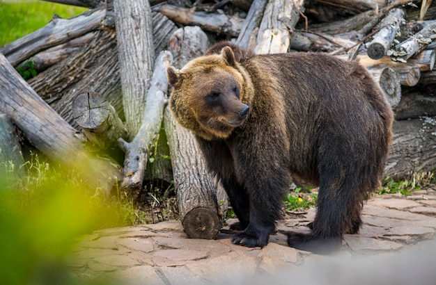 クマは警戒心が強くなり、夏には獲物のにおいがしました