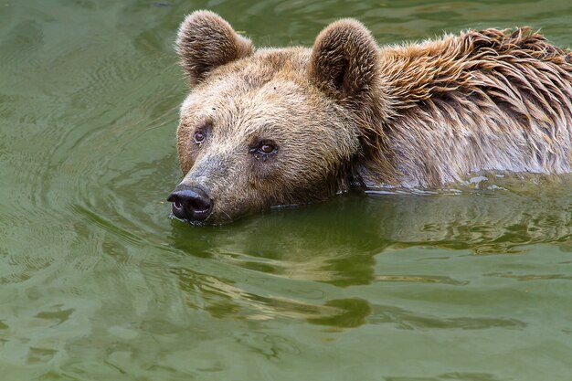 Sopporta l'acqua marrone nella foresta.