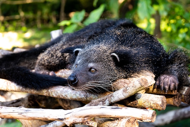 Bear cat resting in the midday