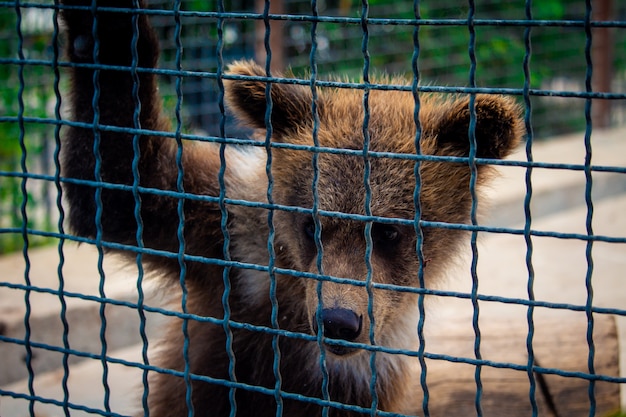 Bear cub in a cage