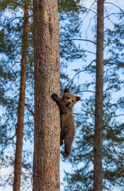 Foto cucciolo di orso si è arrampicato su un albero