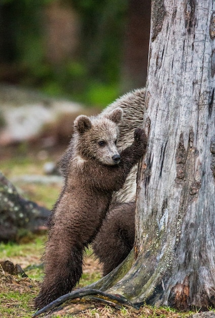Медвежонок стоит возле дерева на задних лапах