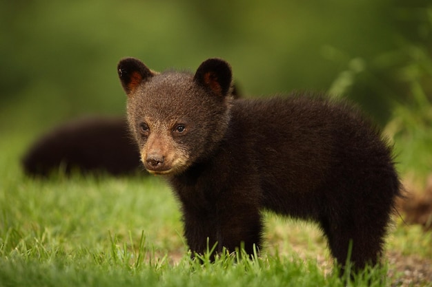 A bear cub looks into the distance in the meadow