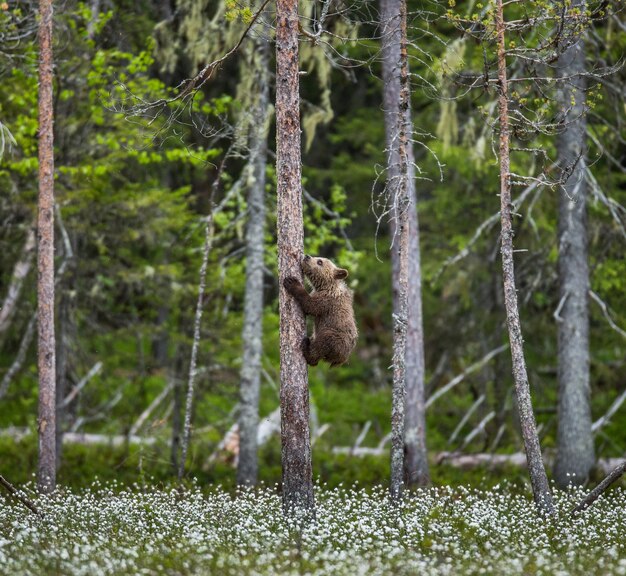 Bear cub on a tree in the forest