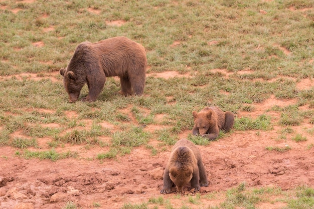 Bear and cubs digging in the mud