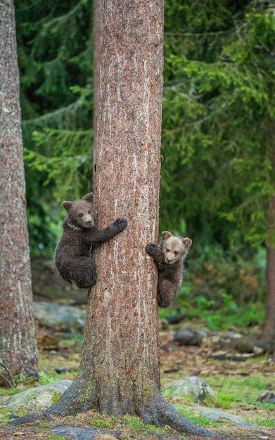 Bear cubs on a tree in the forest