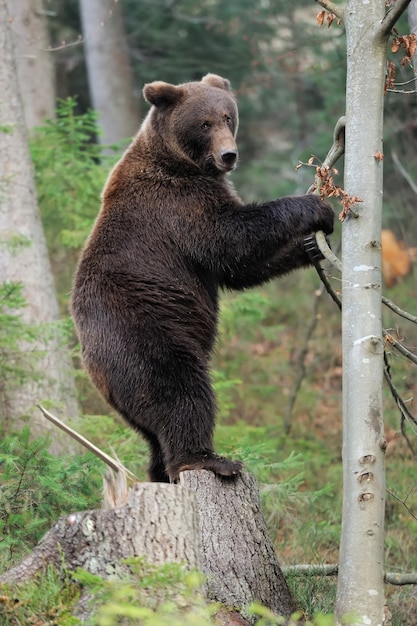 Bear in forest