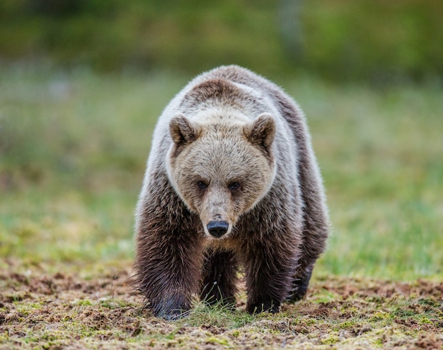 Bear gaat rechtstreeks naar de fotograaf