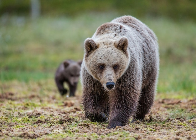 Bear gaat rechtstreeks naar de fotograaf