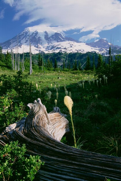 Bear grass in flower, and a large weathered fallen tree in wildflower meadows