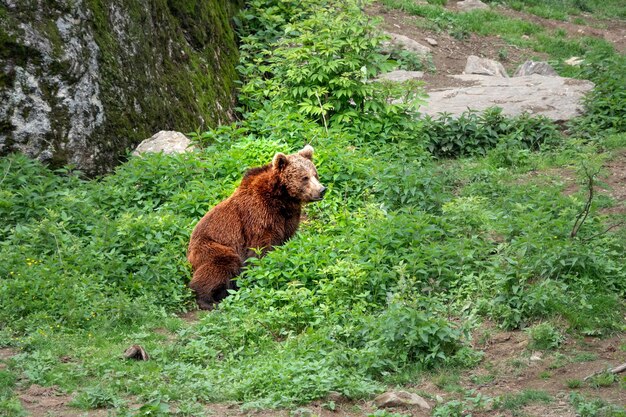 写真 森にいるクマ