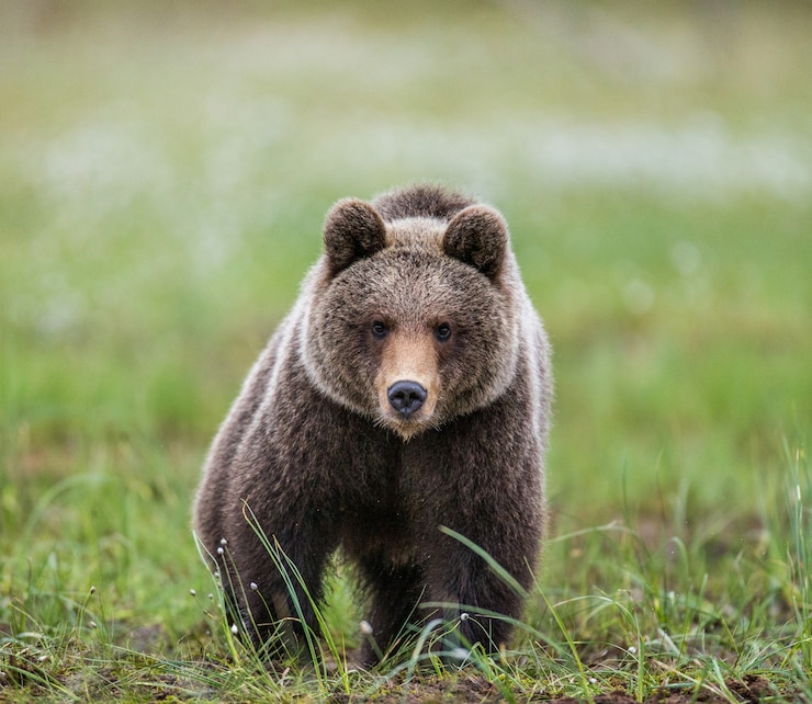 Photo クマは写真家に直接行きます