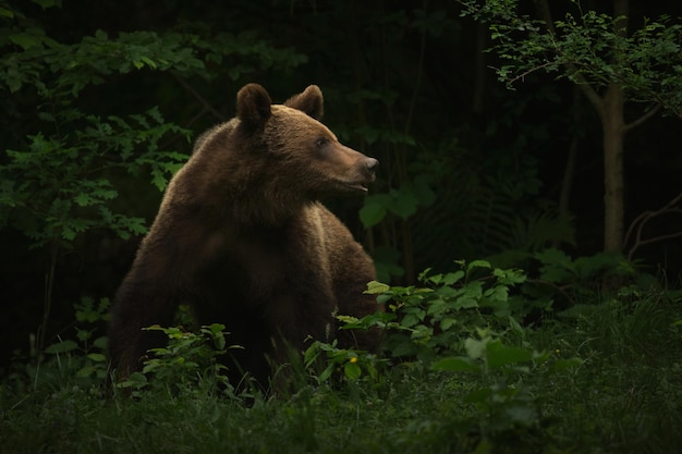 Bear kijkt weg in het bos.