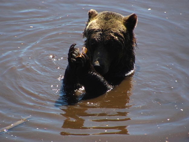 Photo bear in lake