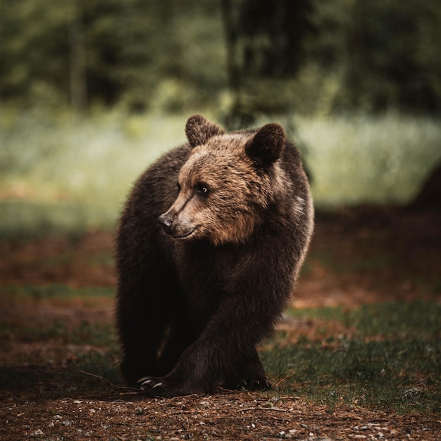 Foto orso che guarda lontano sulla terra nella foresta