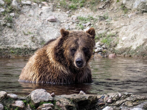 Foto orso che guarda via sulla roccia vicino al fiume