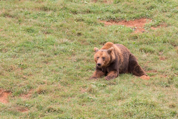 新鮮な草の上に横たわるクマ